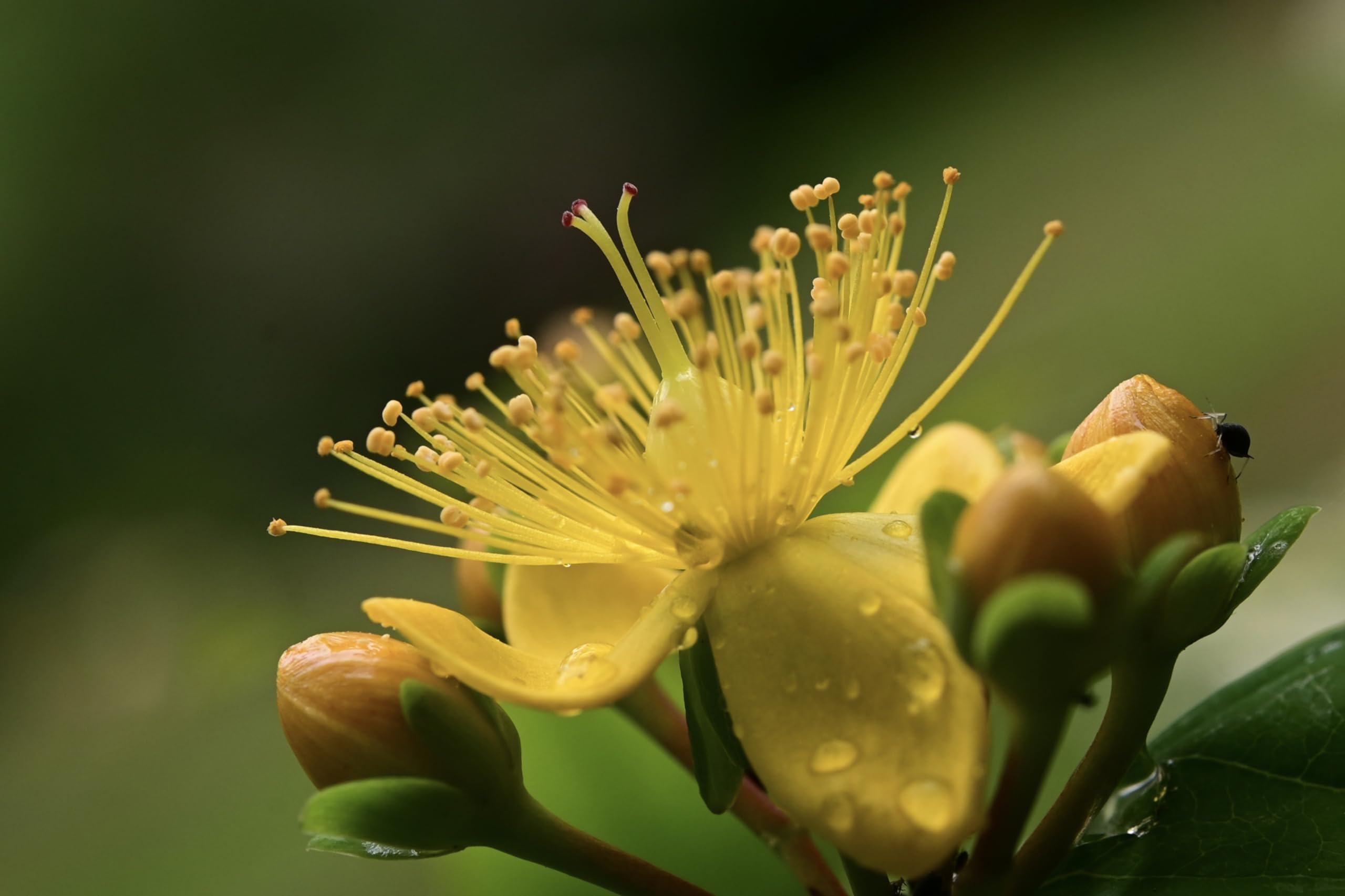 Echtes Johanniskraut (Hypericum perforatum) Samen. Heilpflanze des Jahres 2019 (100000 Samen = 10,0g)