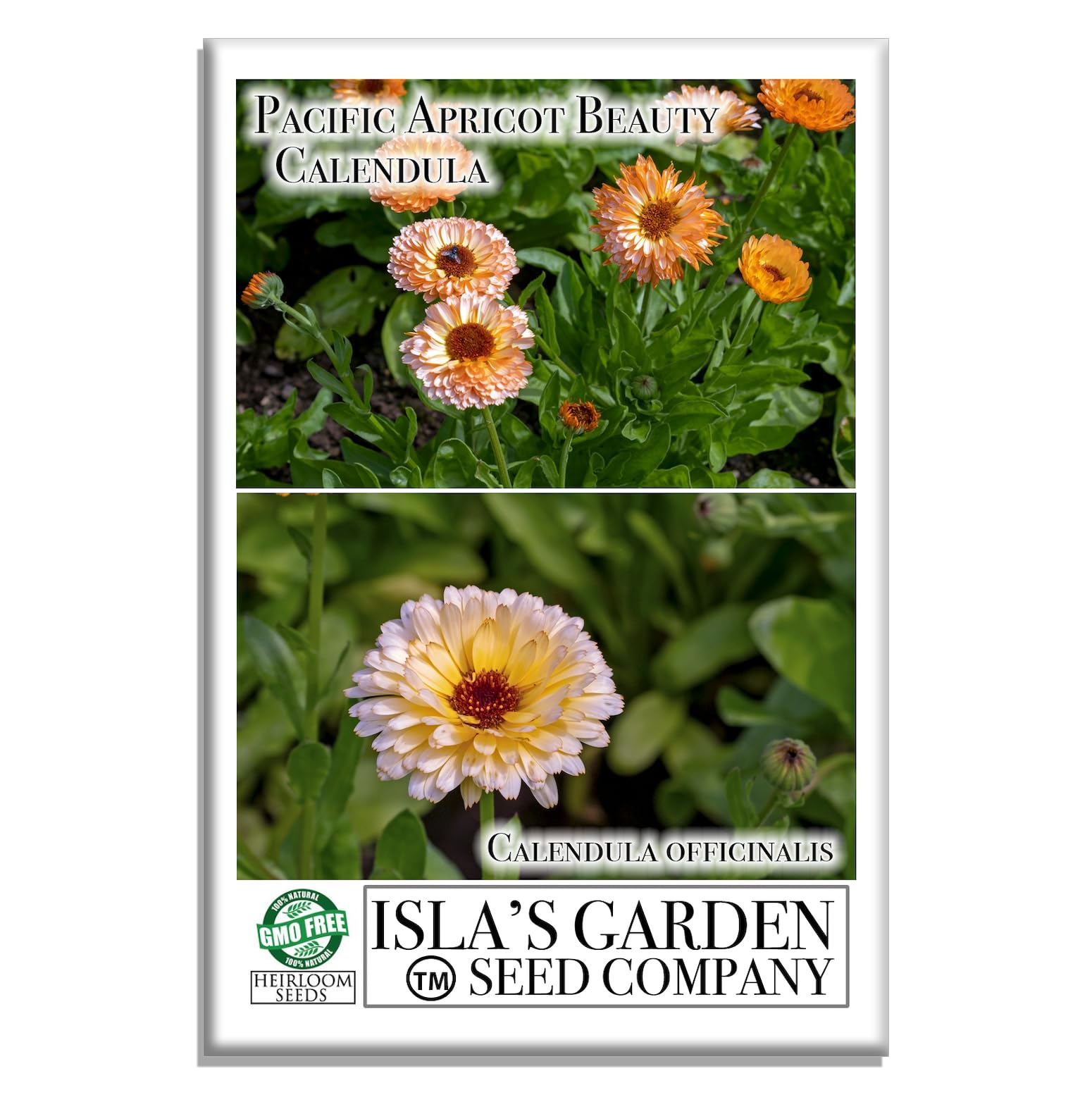Apricot Pacific Beauty Calendula Seeds (Calendula officinalis) – 250+ Non-GMO Heirloom Seeds, by Isla’s Garden Seeds, Perfect for Home Flower Gardens, Easy to Grow, Great Gardening Gift
