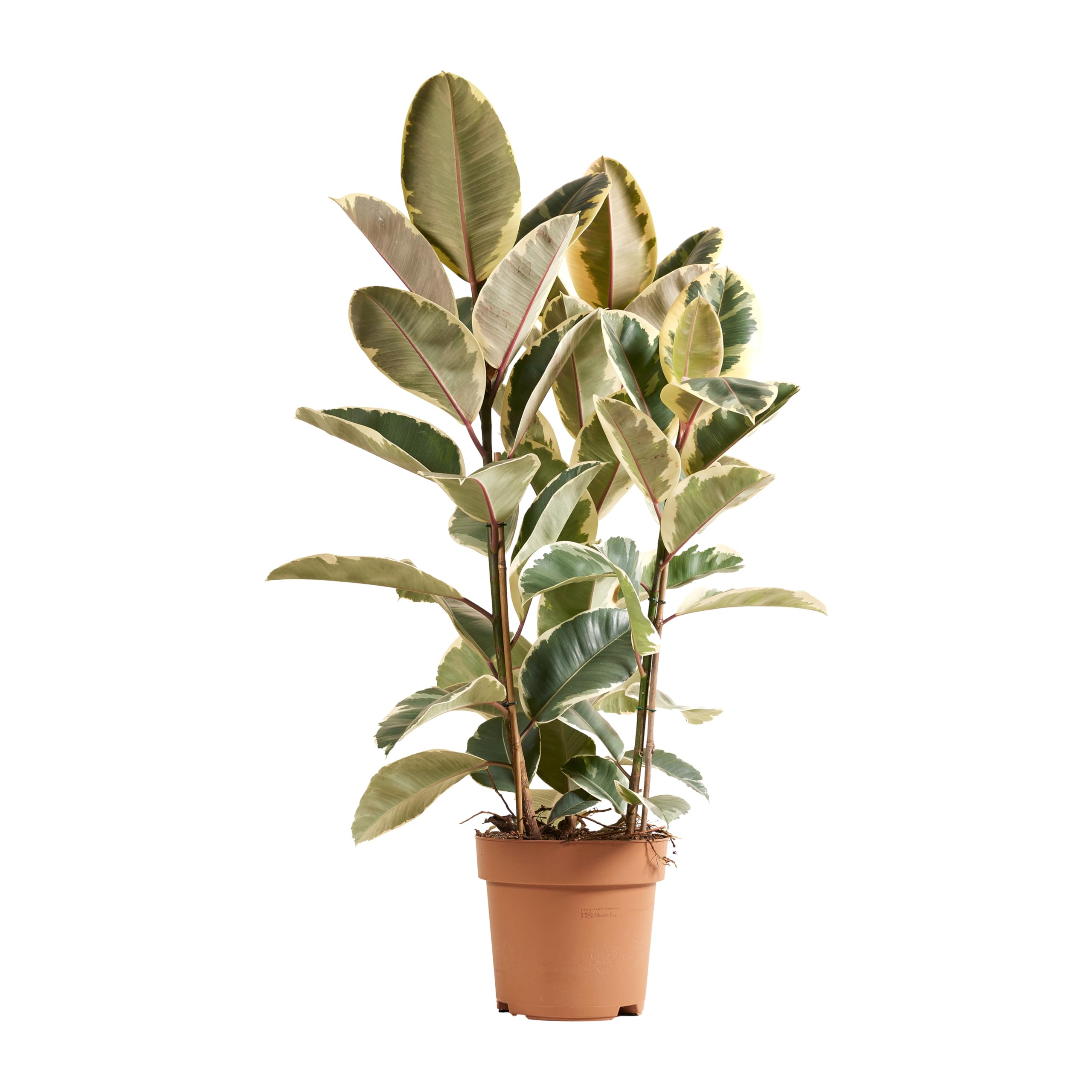 Bloomique - Ficus Elastica Tineke - Gummibaum - Zimmerpflanzen - Luftreinigend - Höhe 90-110 cm - Topf 27