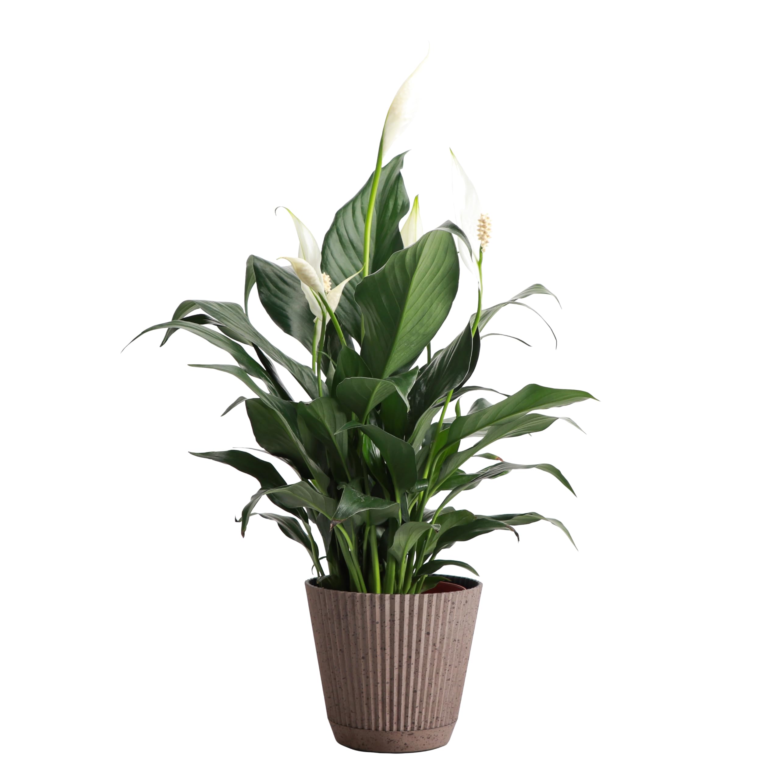 Thorsen's Greenhouse Peace Lily Coffee