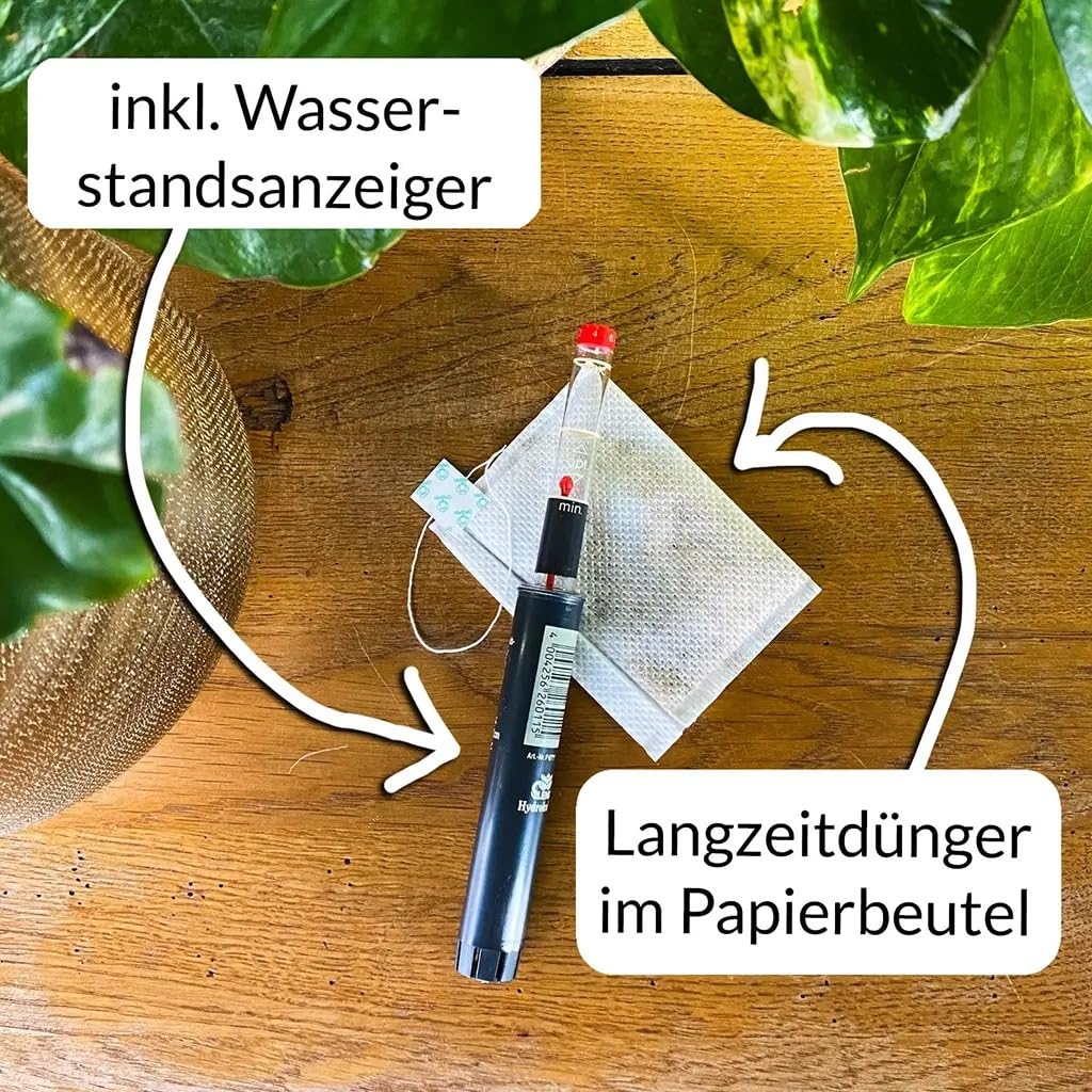 Sansevieria Bogenhanf - pflegeleichte Zimmerpflanzen - Sukkulenten frisch aus der Gärtnerei - Hydrokultur Set Sideboard Weiß - Höhe 25-30 cm - inkl. Gefäß, Blähton & Dünger - Green Me Up