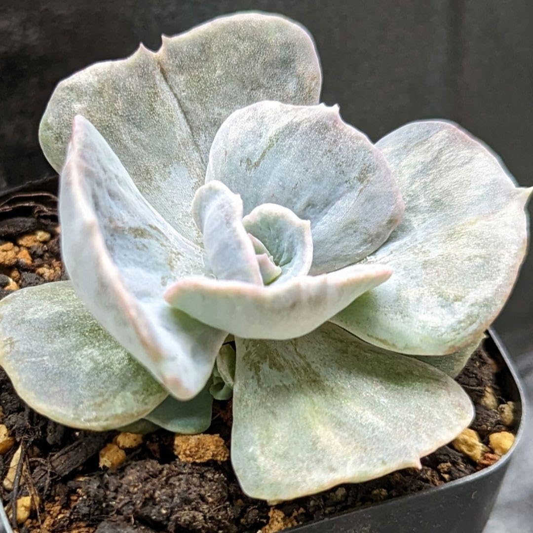 ツナミ錦　美斑入り　多肉植物　エケベリア レア 81de2a4c2a521264a741d47be43e28