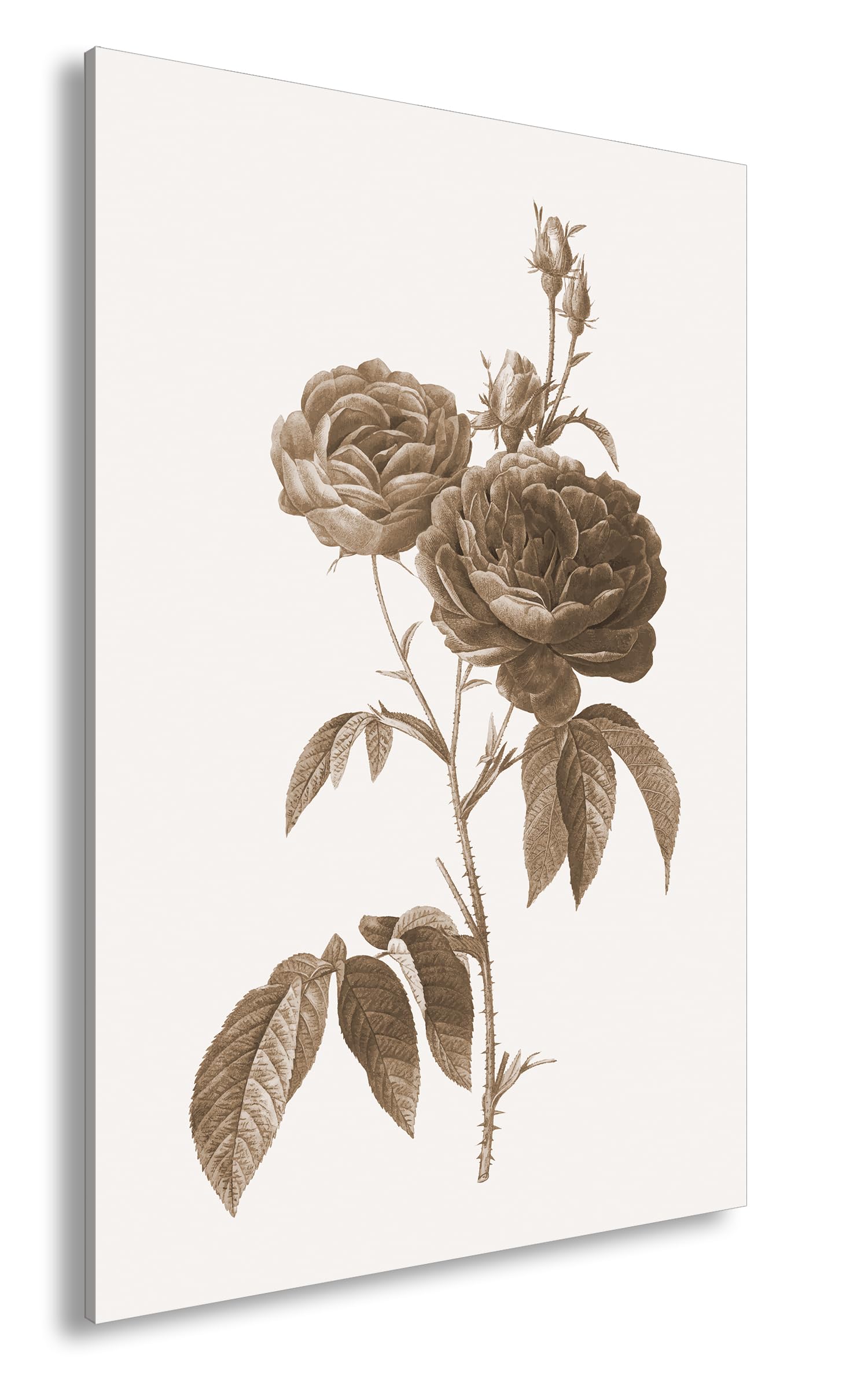 deyoli Obraz na płótnie delikatne płatki róż, klasycznie ilustrowane naturalnym pięknem format: 100 x 70 cm XXL druk artystyczny obraz na blejtramie/obraz ścienny/dekoracja salonu