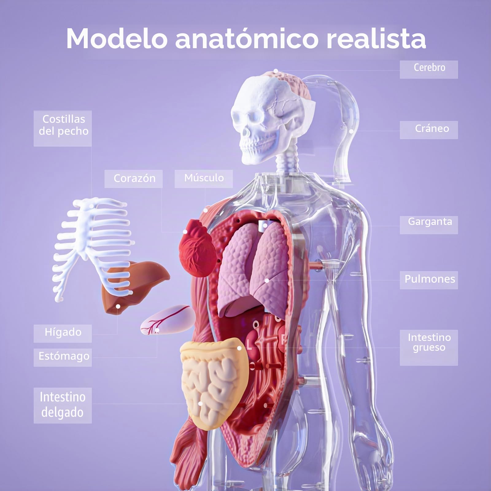 Science Can Modelo de cuerpo humano para niños, modelo interactivo que habla de anatomía humana – Kit de montaje anatómico realista de 28 cm, 15 piezas extraíbles y guía (francés no garantizado)