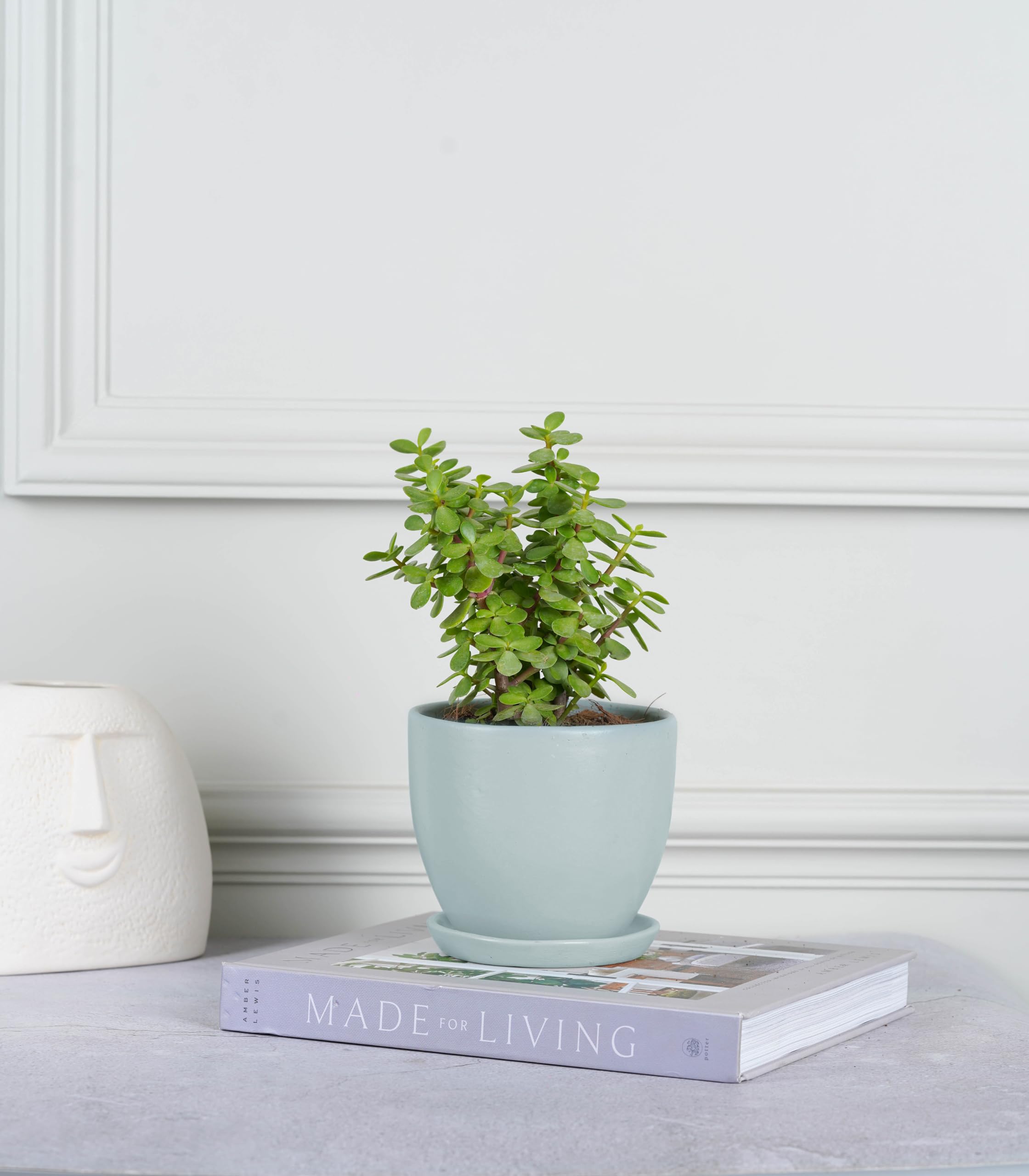 Nurturing Green® Good Luck Live Indoor Jade Plant In Mint Green Ceramic Pot For Home, Balcony & Garden (Size: Small) | Plants for Balcony | Plants for Home Décor (B0B49YJ86H) Amazon Price History, Amazon Price Tracker