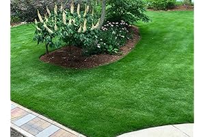 100% Pure No Mix No Filler - 1/2 Lbs Emerald Zoysia Grass...