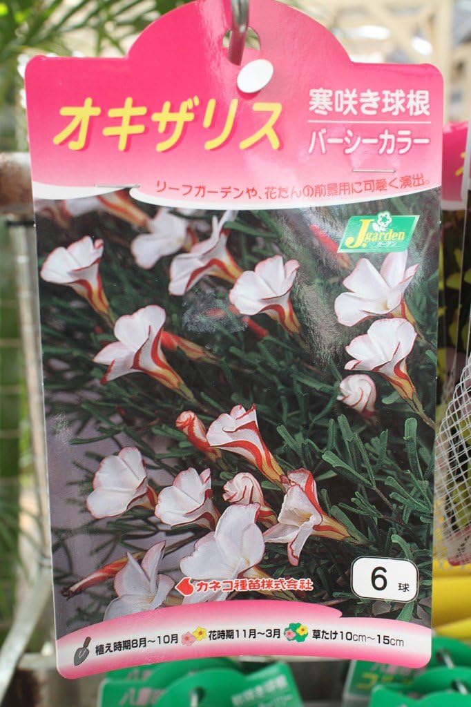 Amazon 秋植え球根 オキザリス パーシーカラー６球入り 2袋セット 送料込 球根