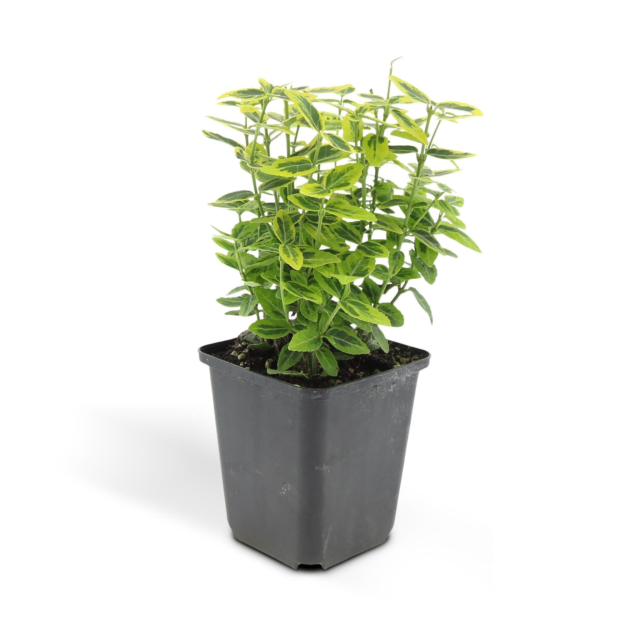 Euonymus Fortunei con Foglie Variegate, Siepi, Giallo Verde, Set 24 Pz