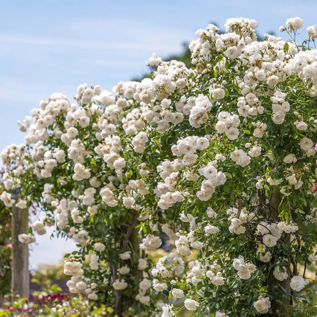 White Climbing Rose Live Plant, 6 Months Old Starter, Fragrant Purple Climbing Roses for Planting Outdoor, No Pot