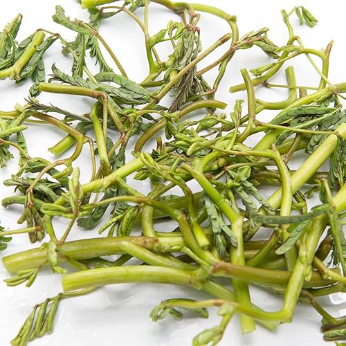 Miniatura 2 de 250 semillas de mimosa de agua para plantar - Hat Rau Rut - AKA. Planta sensible, Neptunia Oleracea, plantas perennes, plantas comestibles