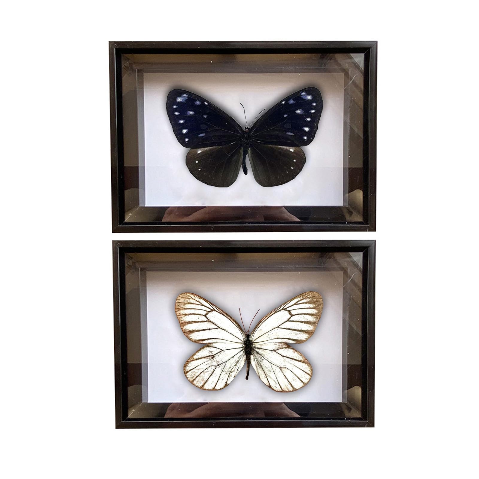 CXUEMH 2 Pcs Framed Butterfly Real Butterfly Specimens Taxidermy Butterfly in Frame Insect Collection Home & Office Desktop Decor Craft Gift for Men Women (Black R)