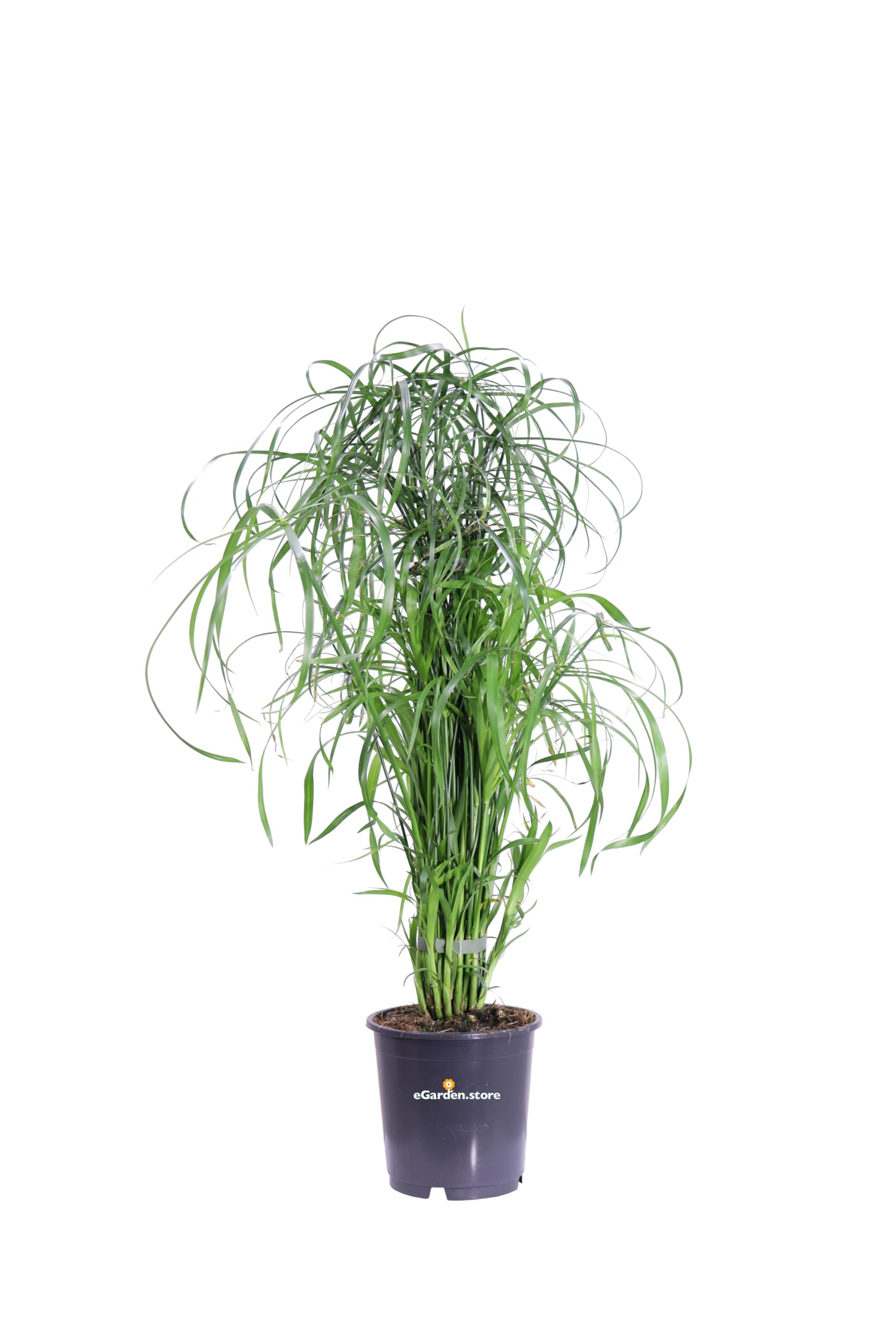 Pianta di Cyperus Alternifolius pianta di Falso Papiro pianta da esterno pianta da giardino pianta ornamentale di Papriro pianta palustre pianta vera di Cyperus Alternifolius venduta da eGarden.store