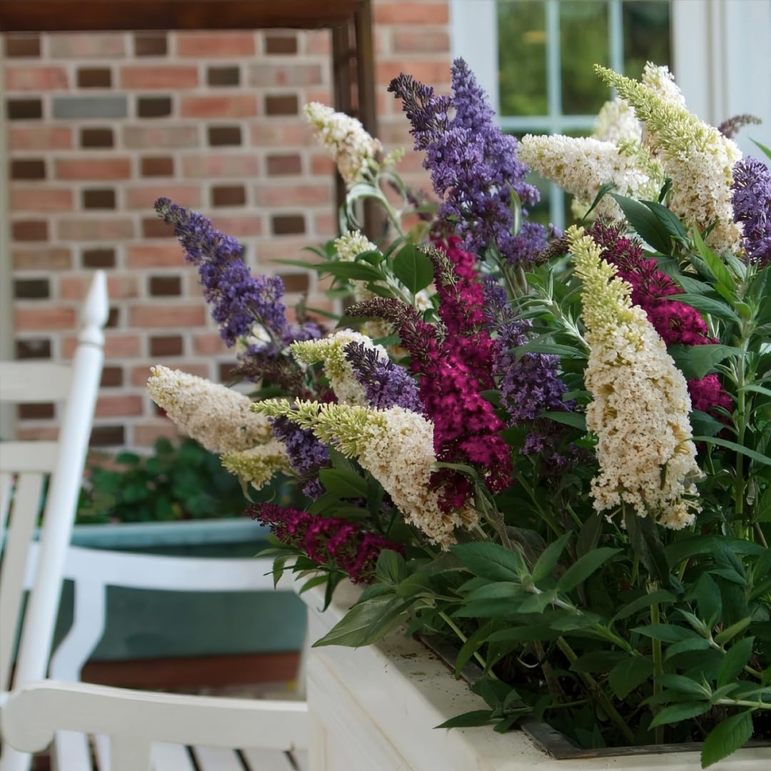 Albero delle Farfalle, Buddleja Davidii Tricolor, Buddleia Pianta in Vaso ø18 cm h 60/100 cm, Pianta Vera Vivaio di Castelletto