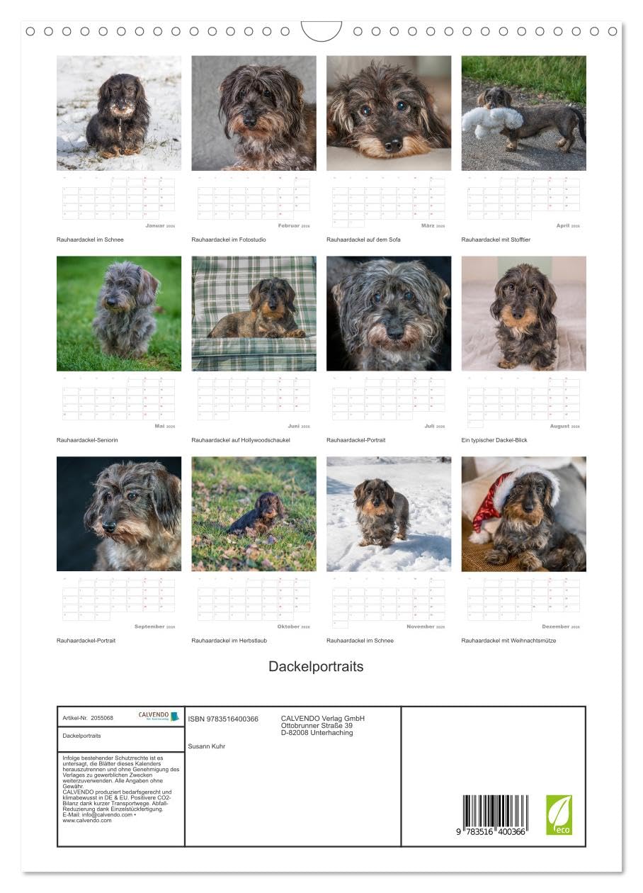 Dackelportraits (Wandkalender 2026 DIN A3 hoch), CALVENDO Monatskalender: In diesem Dackelkalender präsentieren sich Rauhaardackel von ihrer schönsten Seite. (CALVENDO Tiere)
