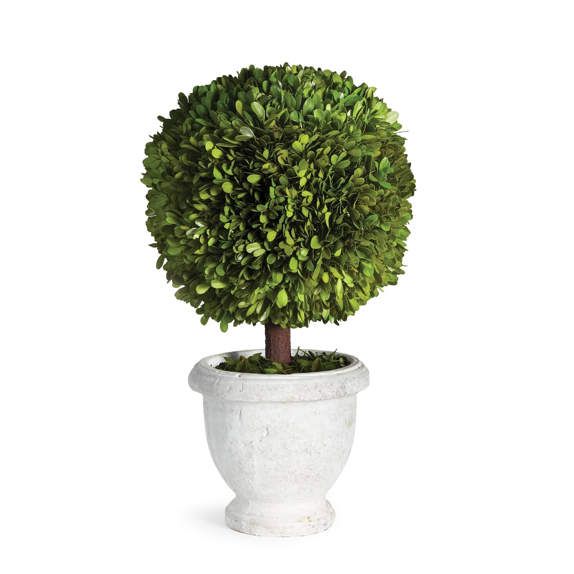 Overstock Boxwood Single 11