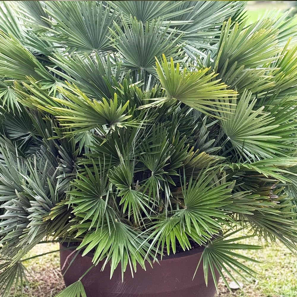 YouGarden Volcano Palm, Chamaerops compacta, Pair of Established Plants in 22cm Pots, Ready to Plant Hardy Palm Tree, Mediterranean Style Garden Feature