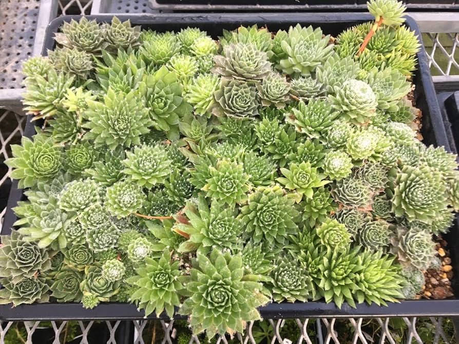 売切sale センペル森 センペル丼30cm大鉢✡️Sempervivum 寄植 売切 売切sale センペル森 センペル丼30cm大鉢✡️Sempervivum 寄植 売切