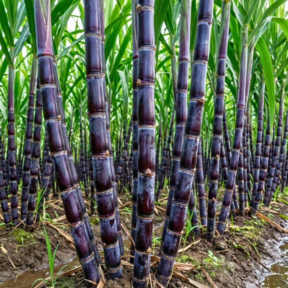 20 Purple Dark Sugar Cane Plants Live Stick Cuttings for Planting, 2-3" in Tall Each Cutting for Easy Growing Sweet Sugarcane, Fresh and High Yield