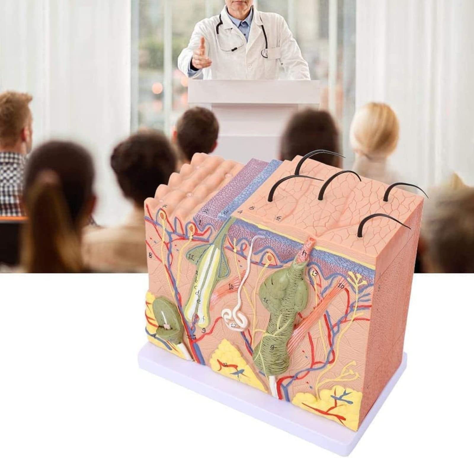Anatomiczny Model Skóry Ludzkiej, Model Blokowy 3D Skóry Ludzkiej, Anatomia, Medycyna Dla Biologii, Chirurgia Plastyczna, Materiały Dydaktyczne, Wymagania Laboratoryjne