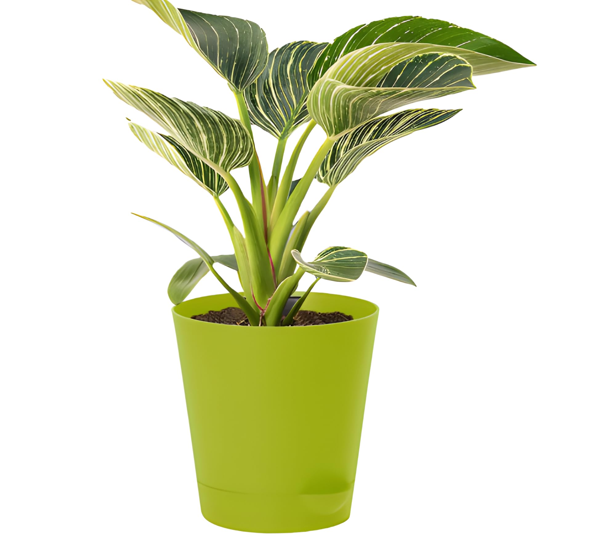 Nursery-Self Watering Plastic Pots/Planters Size 5.5 inches (Green, Pack of 1) (B0CP99H155) Amazon Price History, Amazon Price Tracker