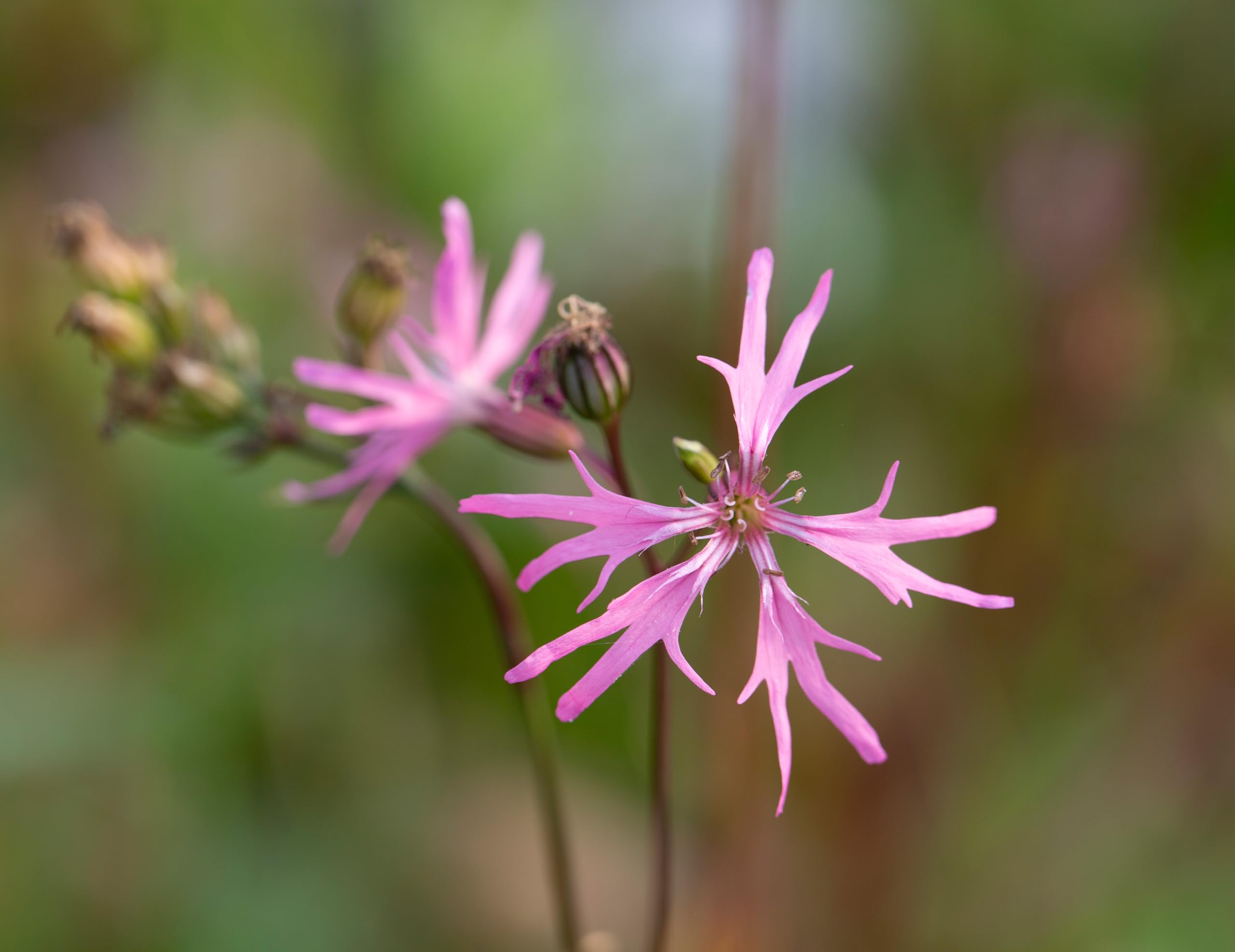 Lincolnshire Pond Plants Ltd - Lychnis flos-cuculi (Ragged Robin) - Marginal Pond Plants - MP069-1 / 3Ltr Potted