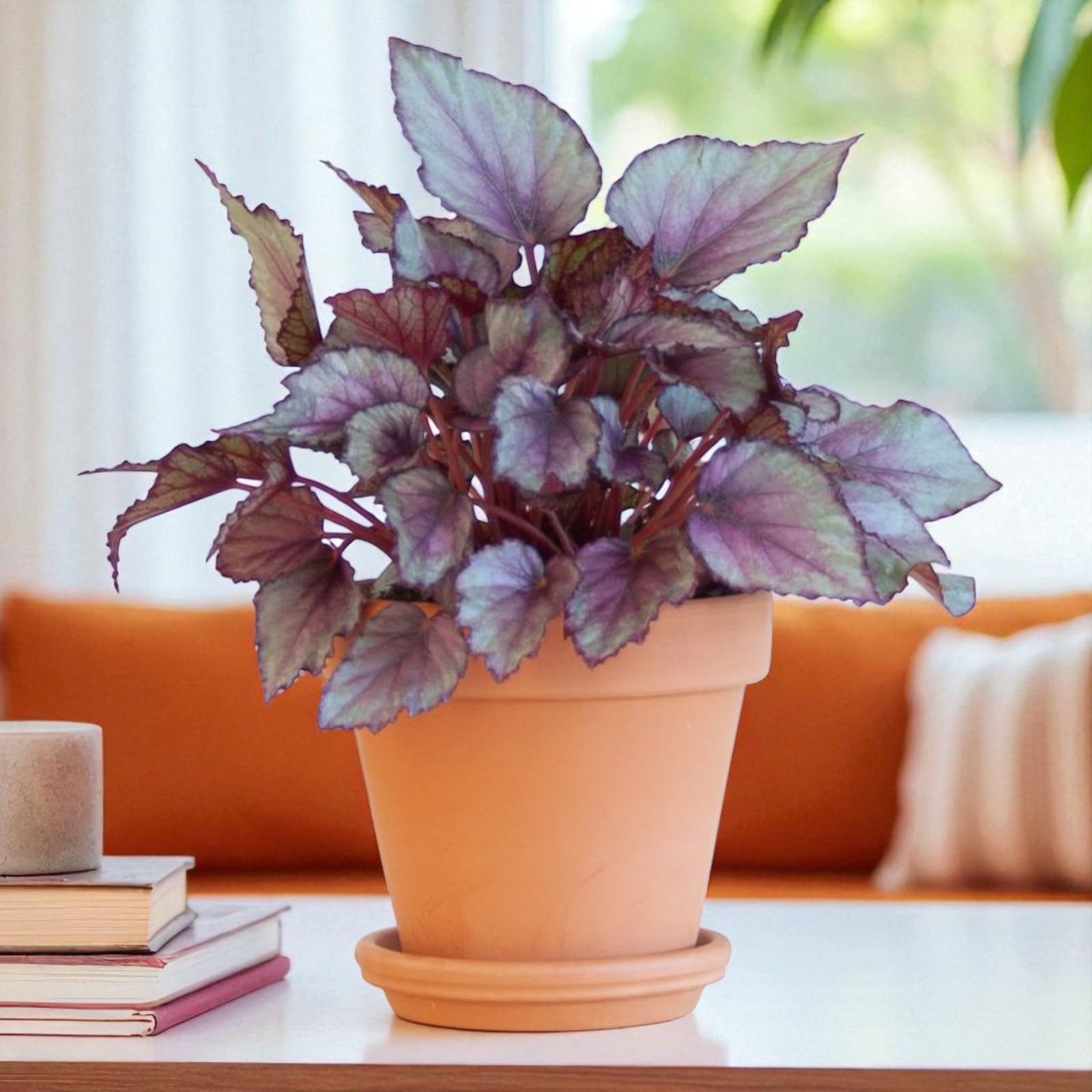 Carbeth Plants Begonia Beleaf in 12cm Pot - Rex Begonia - Striking Indoor Houseplant with Colourful Patterned Foliage - Perfect for Shelves, Desks & Windowsills (1, Maori Haze)
