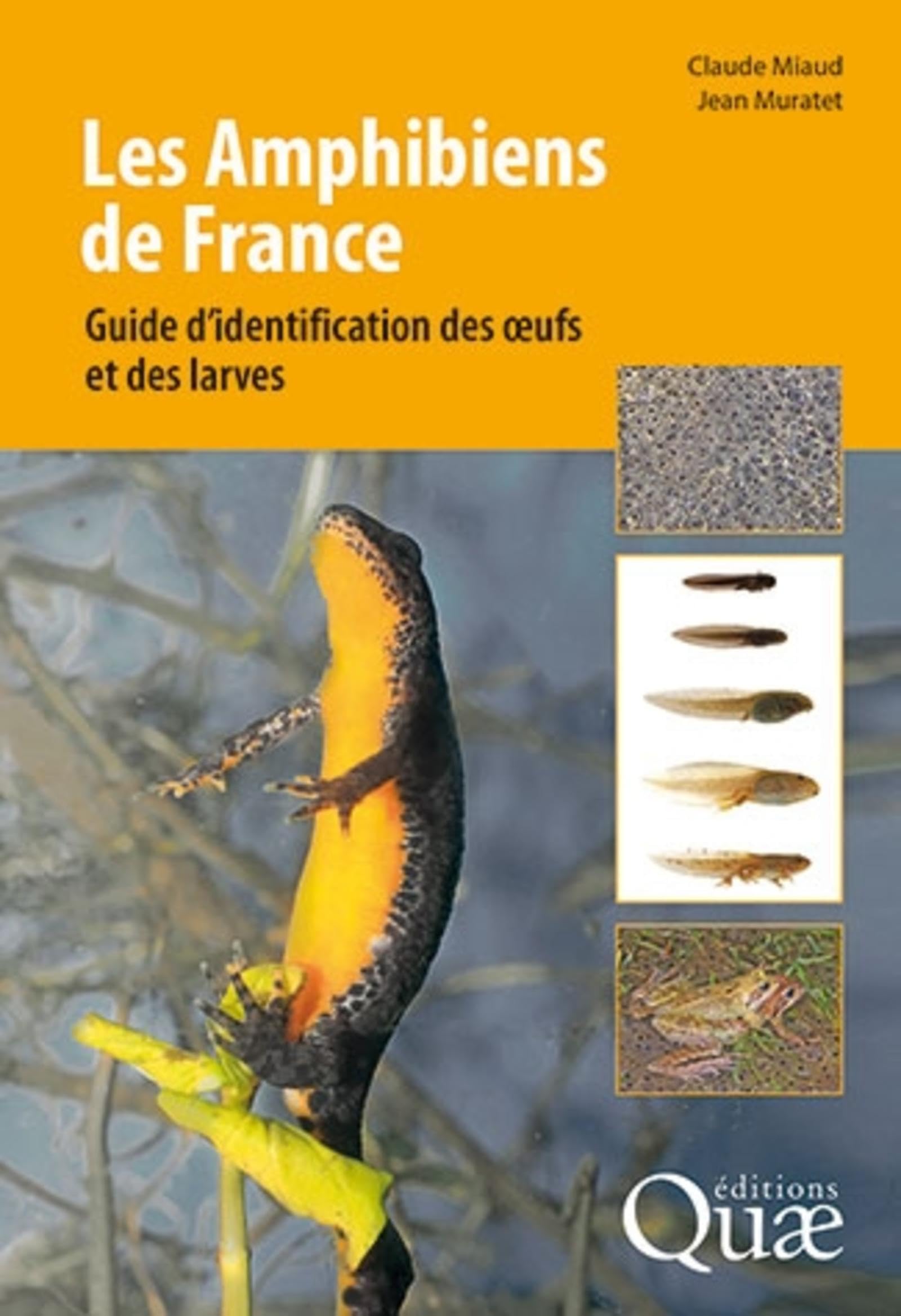 Les amphibiens de France: Guide d'identification des oeufs et des Larves