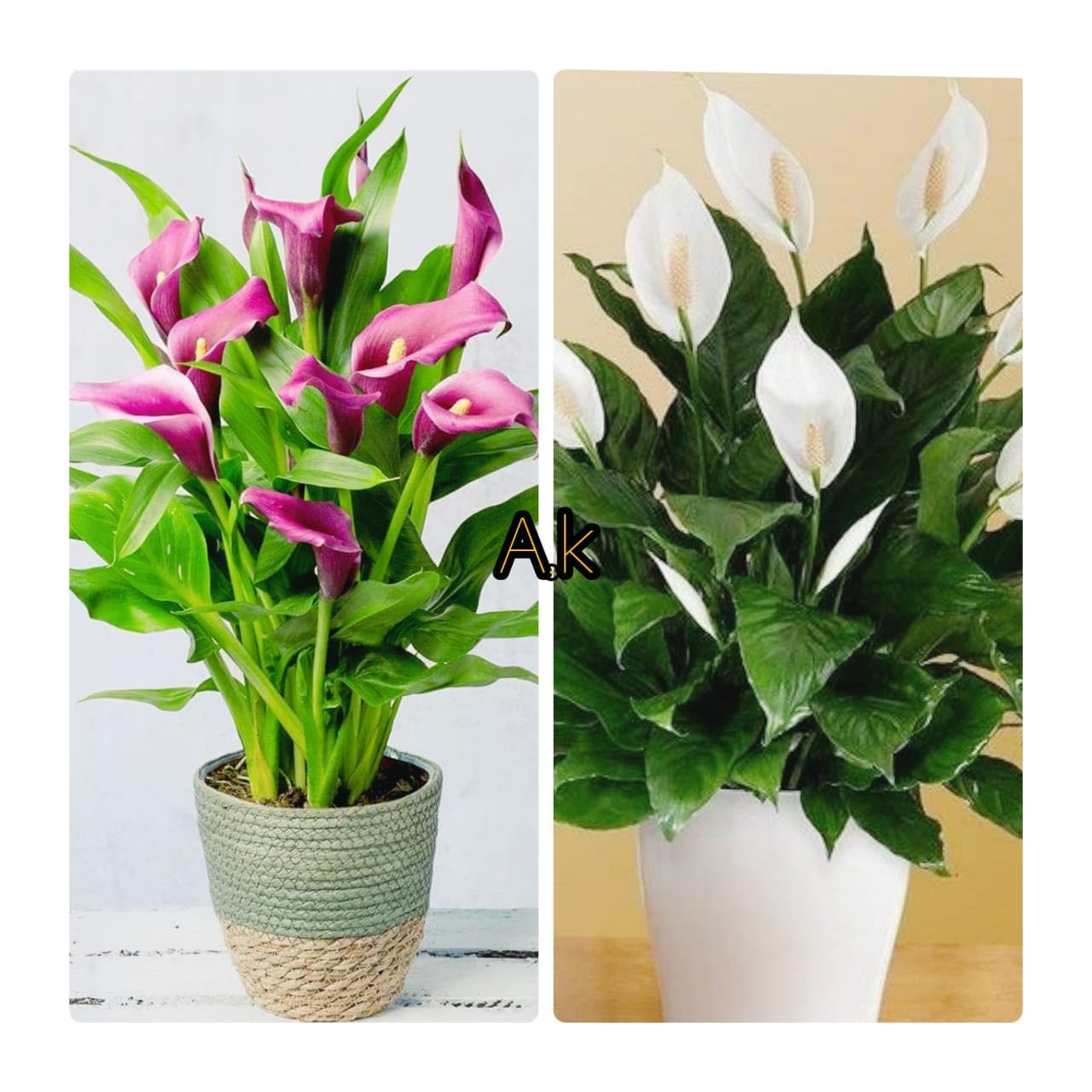 Lily plantsLily Flower Live Plant Pink And White Color | Spathiphyllum Plant Indoor Outdoor Oxygen Supplier Good Luck with Round for Homm Office and Living Room (B0CWDKGMP4) Amazon Price History, Amazon Price Tracker