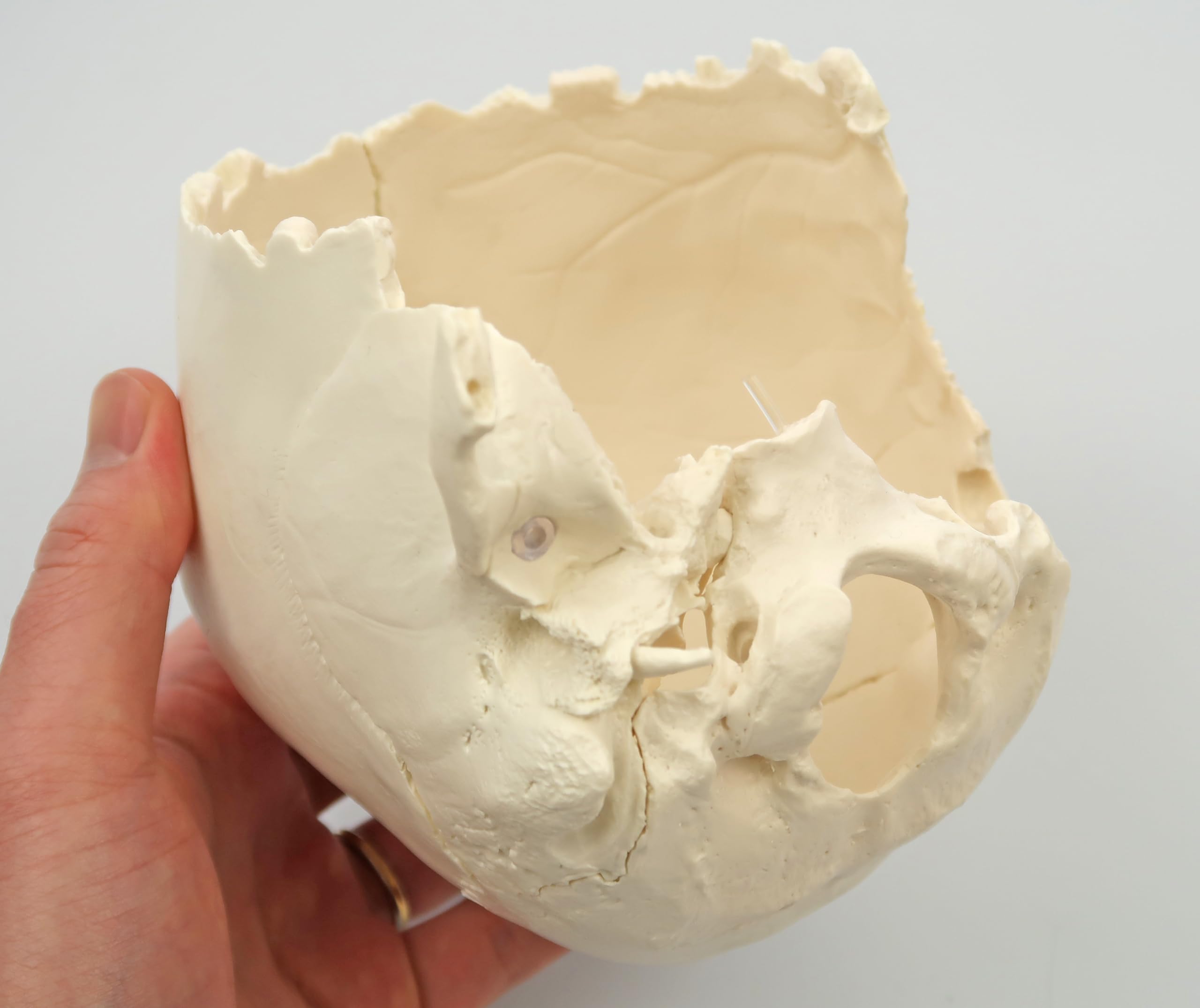 Amazon | 3B社 頭蓋骨模型 頭蓋骨22分解キットナチュラルカラー仕様