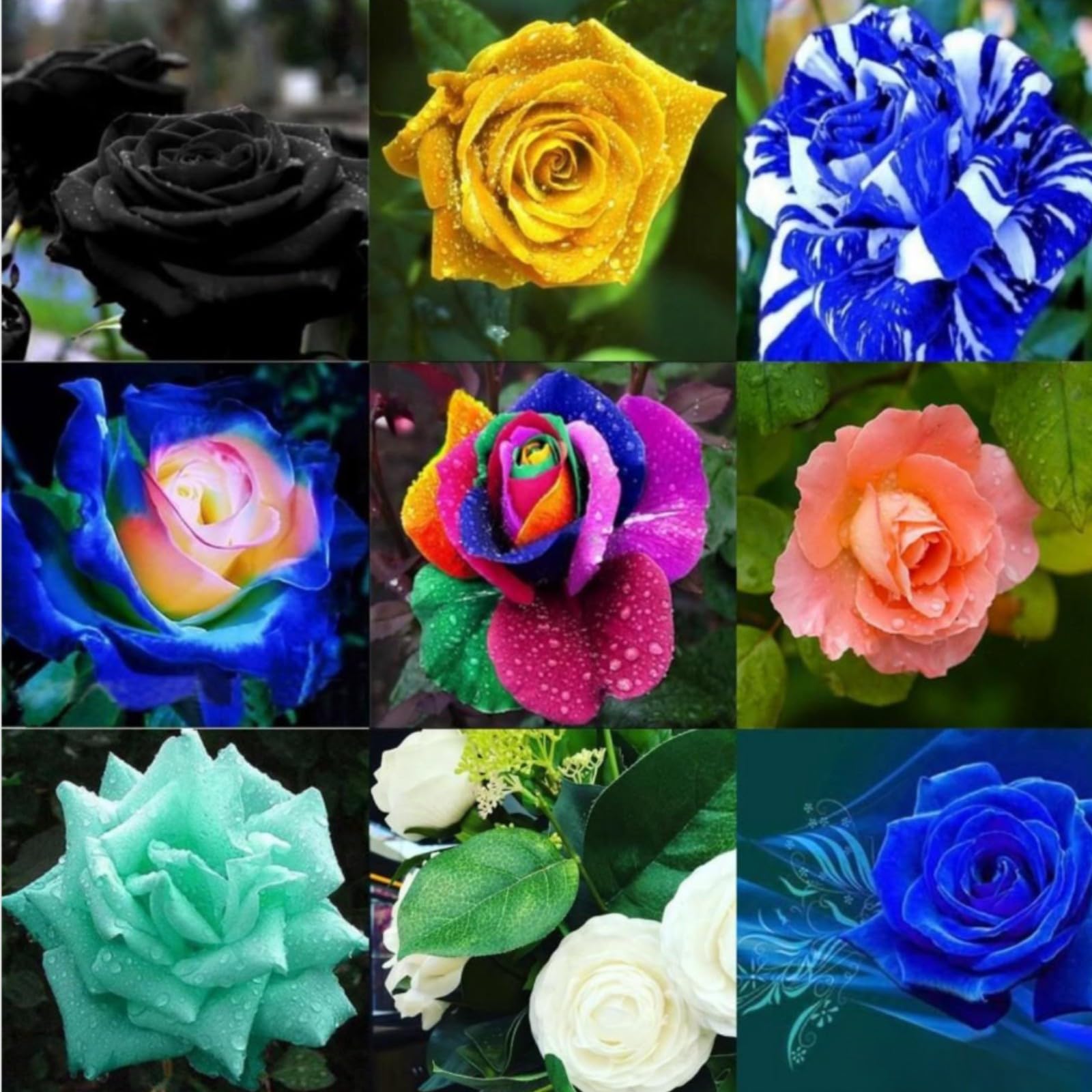 Unique Rose Bulbs for Planting Now UK Ornamental Perennial Greening Flower Natural Organic Excellent Good for Containers Cold-Resistant Easy Plant Display-1bulb-D โ image 1