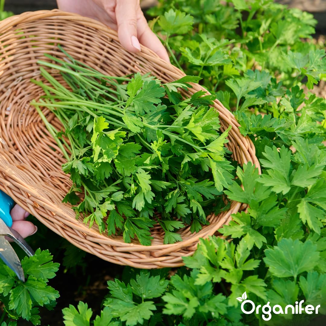 Flüssigdünger Für Petersilie - 3x1L - NPK 2-1-8 | Dünger Für Kräftiges Wachstum Und Aromatische Blätter - Fördert Wurzeln Und Widerstandskraft - Organifer