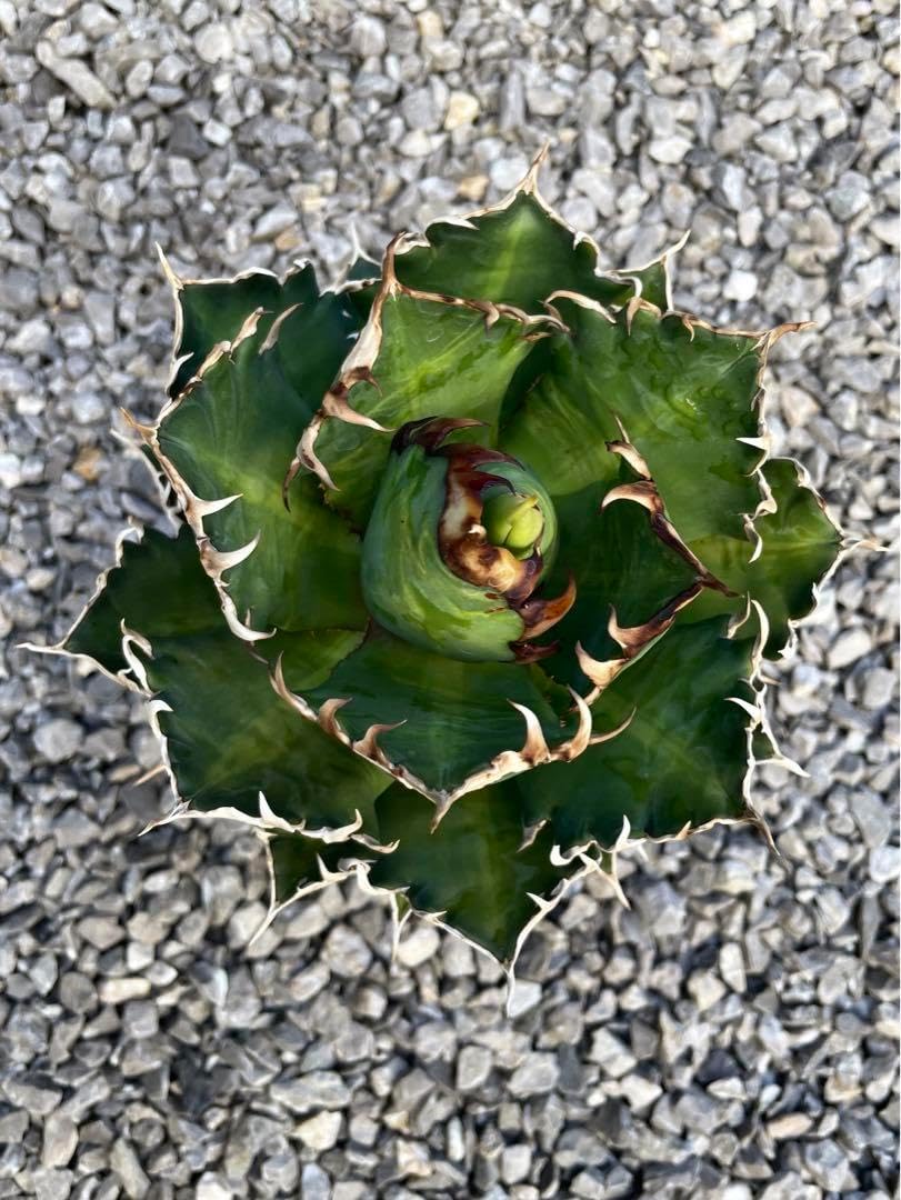 アガベ チタノタ レッドキャットウィーズル 親株 赤猫 【公式通販】