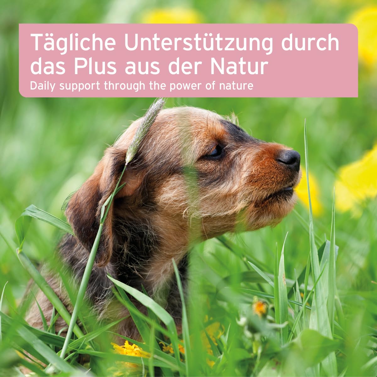 AniForte Blasen-Formel für Hunde 100 g - Weniger Gassi gehen, Unterstützt die Blasenfunktion bei Blasenschwäche, Inkontinez, Harnverlust & Urinverlust