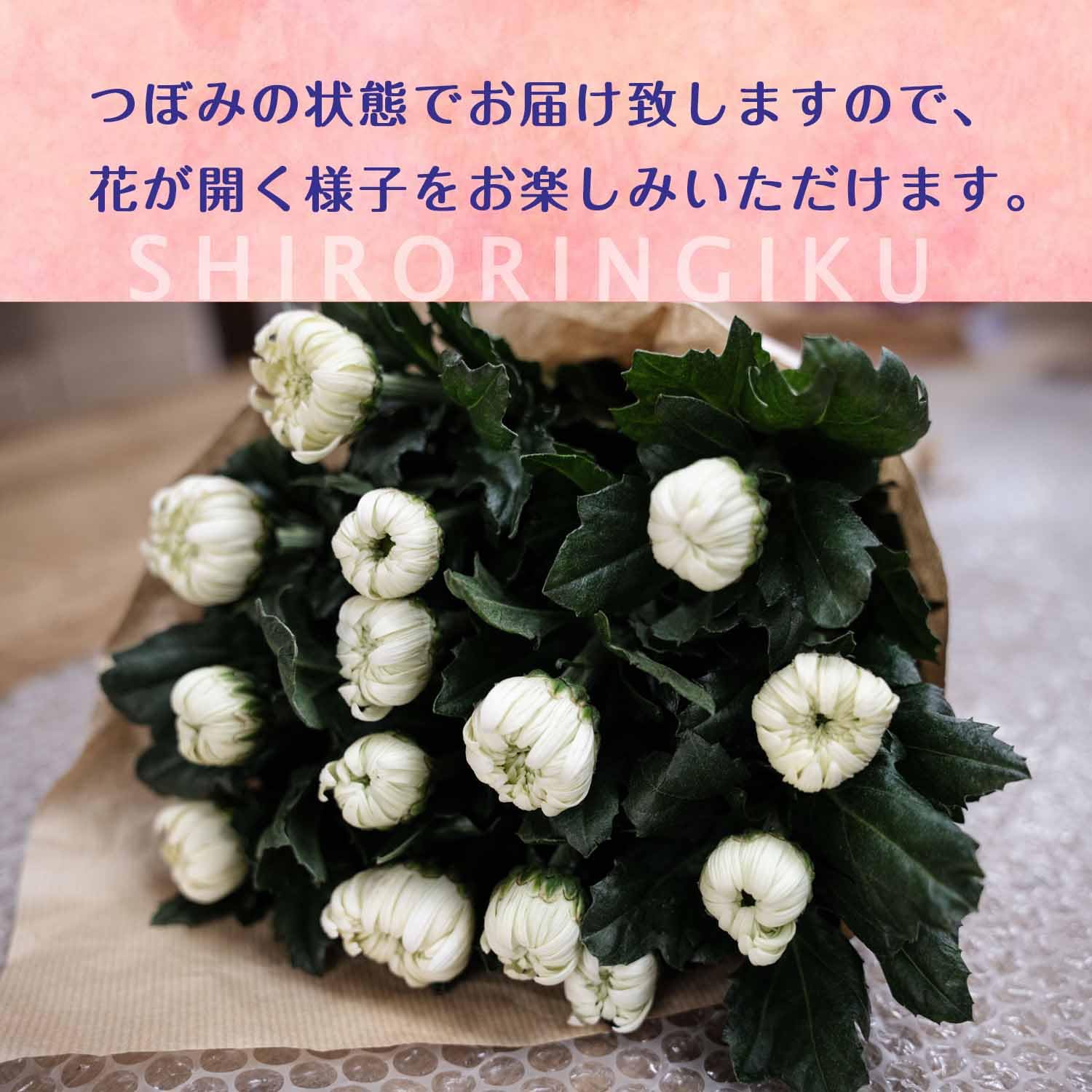 【白菊】オーダー3品 たち吉』から、料理を引き立てる真っ白な菊割食器「白菊