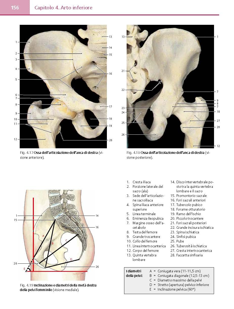Atlante fotografico di anatomia umana