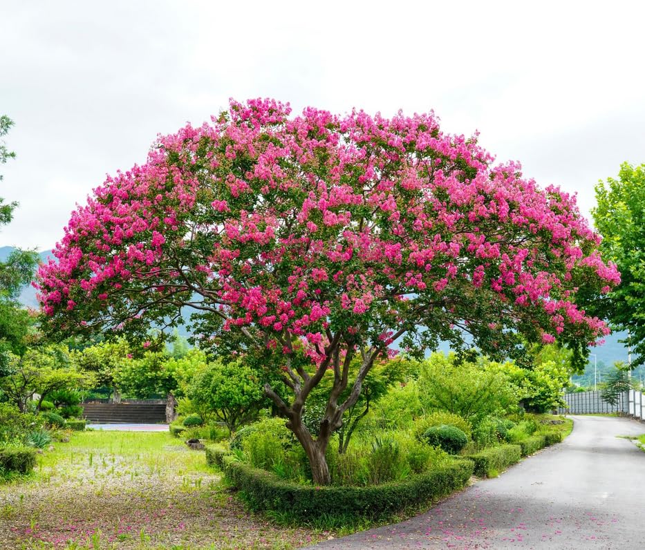 Pink Crape Myrtle Tree