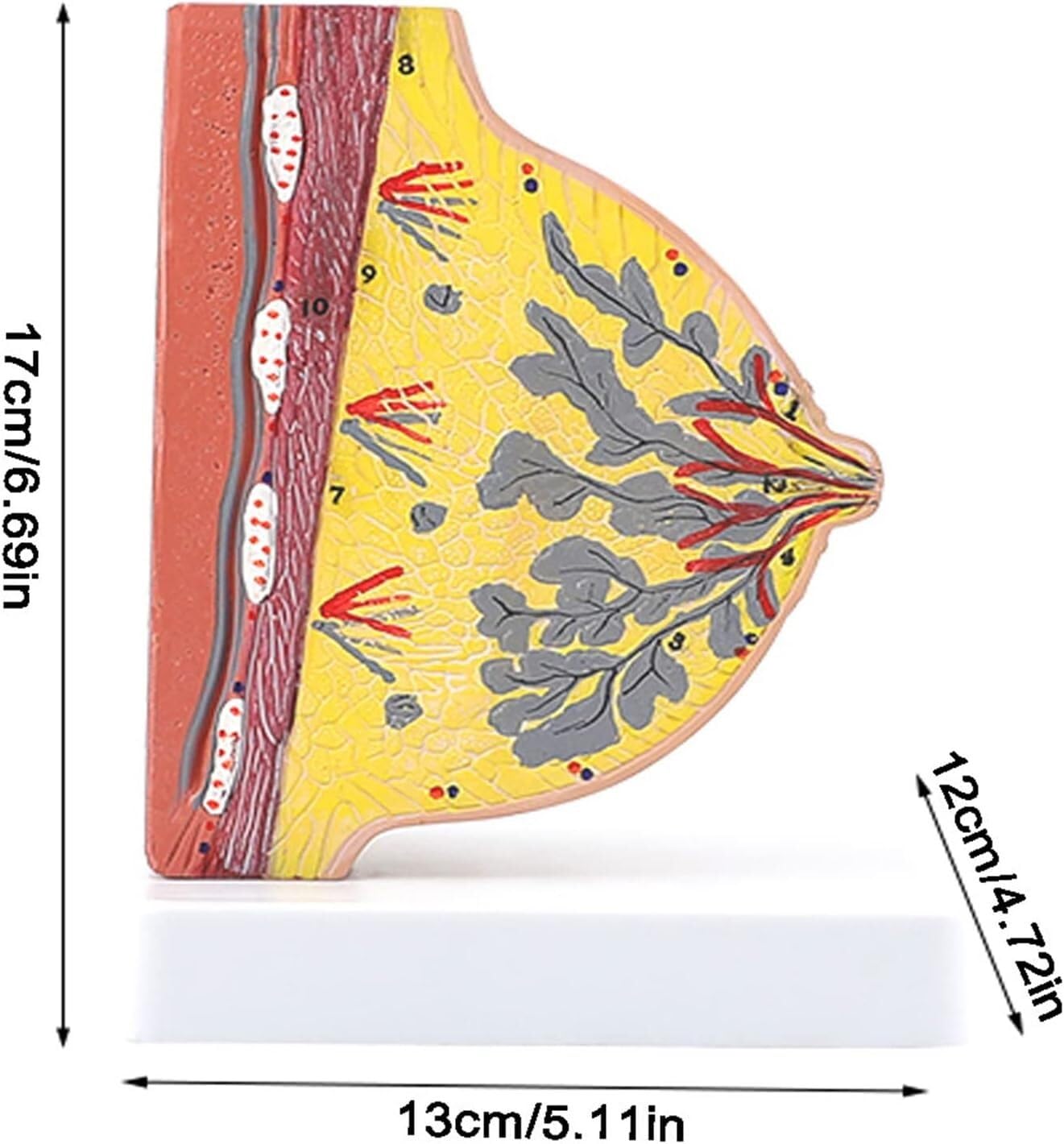 Modèle anatomique transversal de la poitrine de en lactation silencieuse (demi-corps) avec indicateurs numériques for la communication avec les patients et les aides à la formation à l'enseignement mé