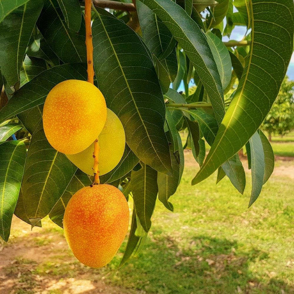 Honey Kiss Mango Tree