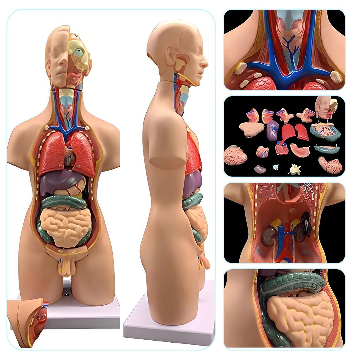 Xiaoxu Modèle d'anatomie Humaine de 55 cm avec Organes Amovibles, kit d'anatomie Portable pour Torse Masculin et féminin, 19 pièces, kit de modèle Anatomique Humain éducatif