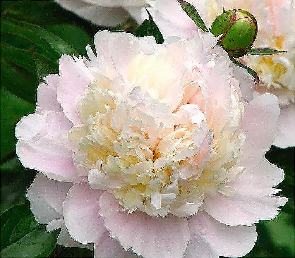 Shirley Temple Peony - Spectacular Double White Bare Root Peony…