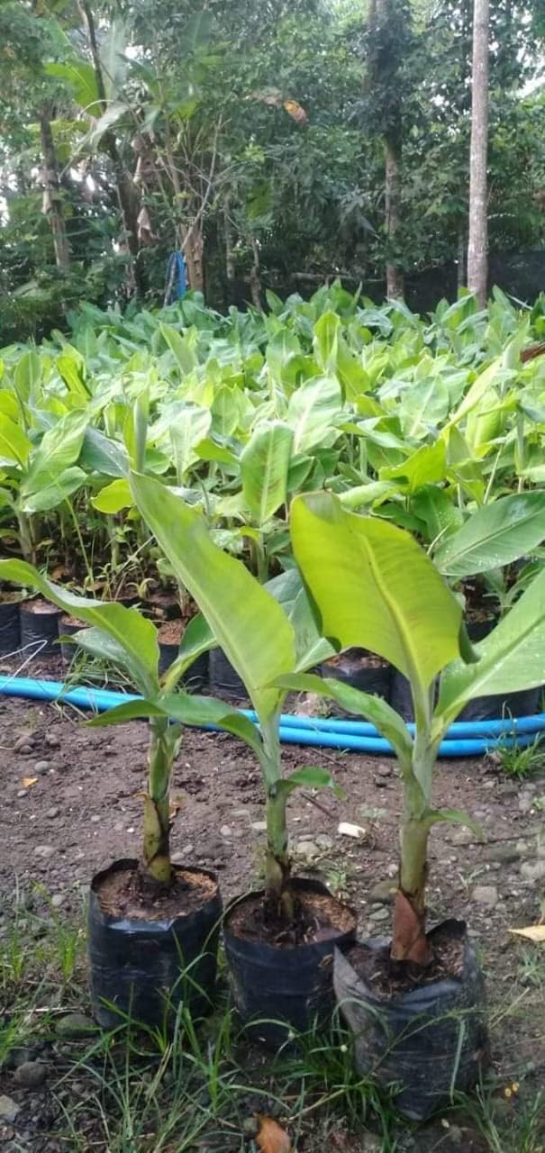 Sambriddhi Nursery Banana Variety Rasthali Banana And Red Banana Pack Of 2 Live Banana Rhizome Plant (Not Tissue Culture Plant) [SM-71] (B0CBN68T22) Amazon Price History, Amazon Price Tracker