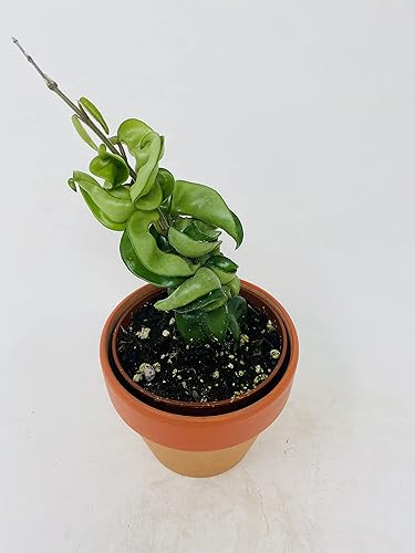 Miniatura 2 de Planta de cuerda india hindú: Hoya exótica en una olla de arcilla