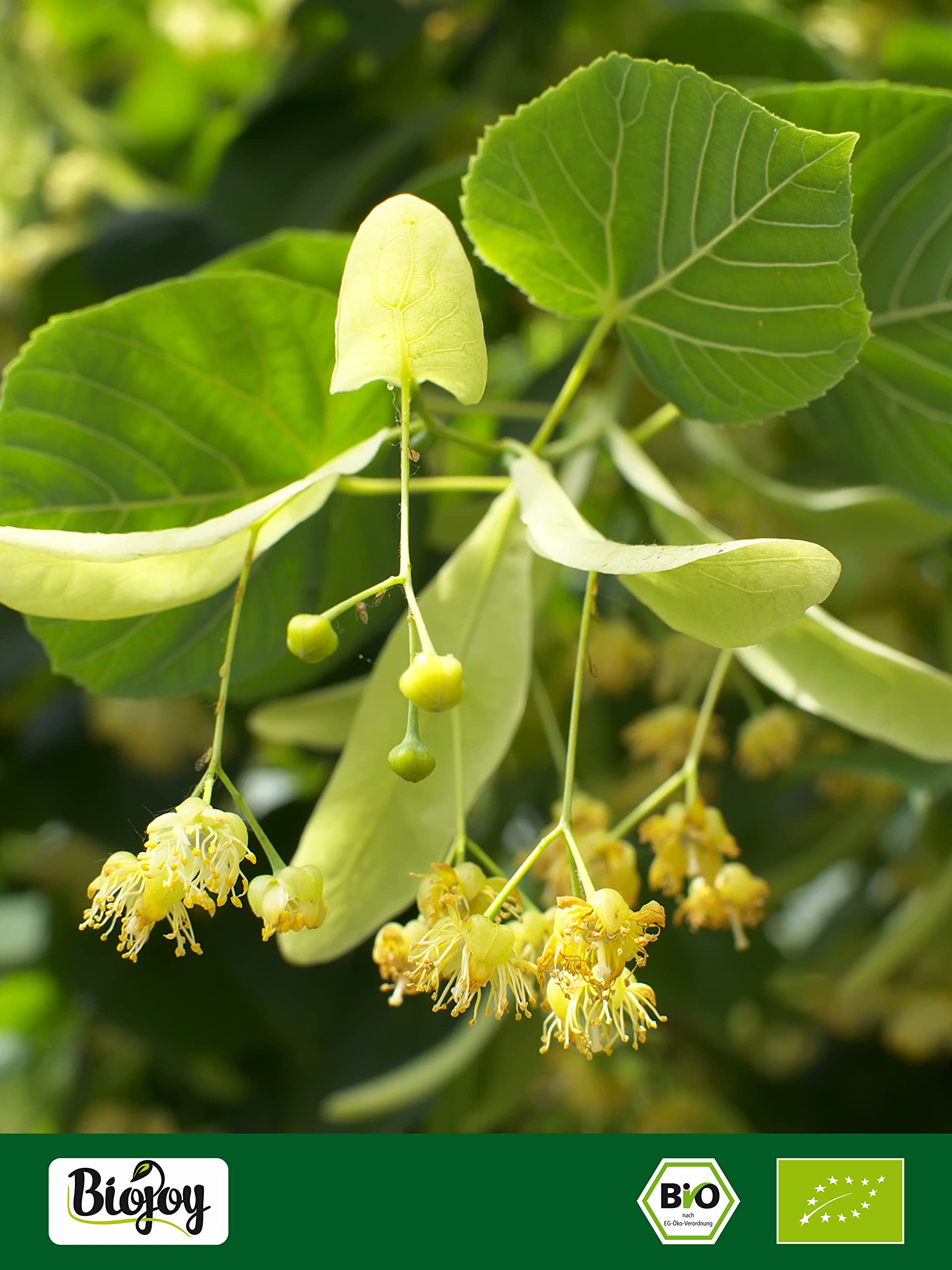 Biojoy Fiore di Tiglio BIO (250 g), Tisana di Tiglio, qualità naturale (Tiliae flos) (Confezione da 2)