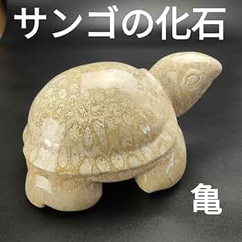 1 サンゴの化石　亀　(大)　天然石　 菊目石　珊瑚　コラール　縁起物　魔除け Amazon.co.jp: 1 サンゴの化石 亀 大 天然石 菊目石 珊瑚