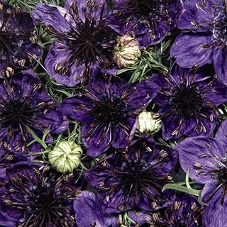 Love-in-A-Mist Nigella papillosa Seeds 'Midnight' Hardy Annual Blue Blooms Easy to Grow Your Own Garden Flowers 1x Packet (Approx. 350 Seeds) by Thompson and Morgan