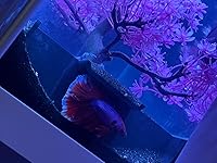 Review Image by Wilson Wilson