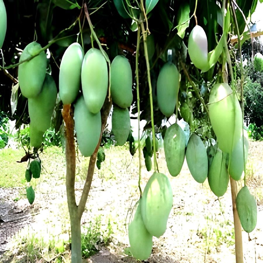 Image of Testy & Delicious Frash ''Katimoni Mango Fruit'' Tree Grafted Plant || For Home Garden Outdoor & Indoor plant.