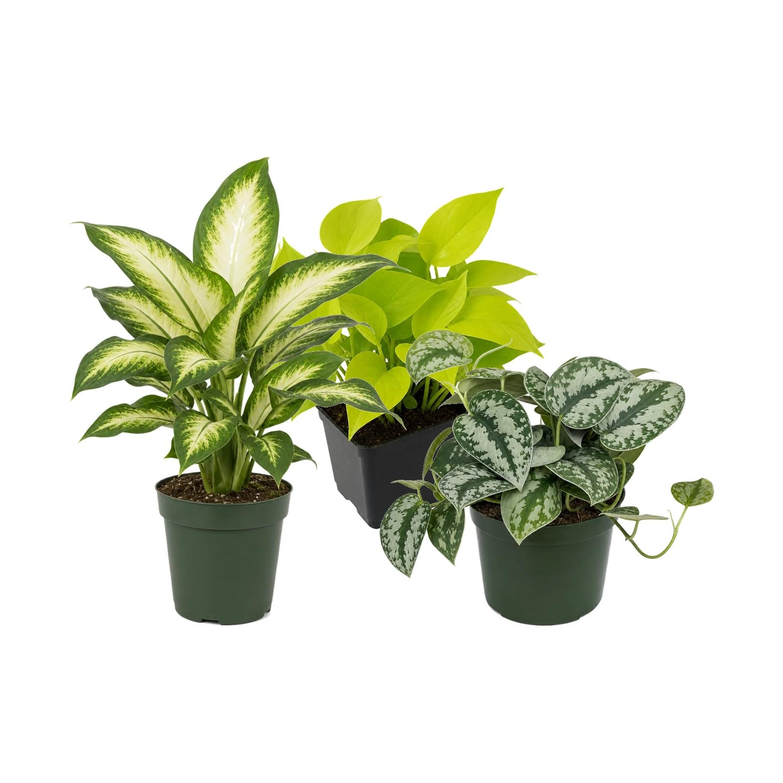 DECOALIVE Pack 3 Plantas de Interior para Exposición Botánica Interior