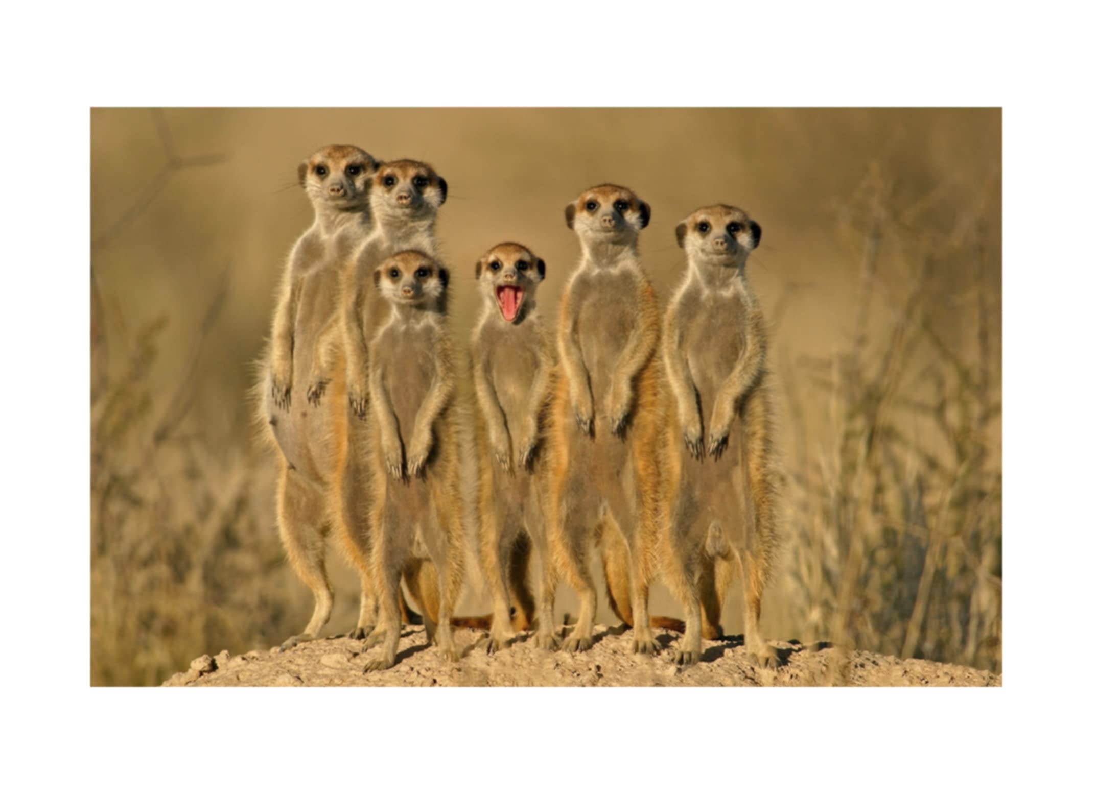Komonee Cute Meerkats Poster Animal Print Meerkat Wall Art Wildlife Print Home Bedroom Office A3 Size
