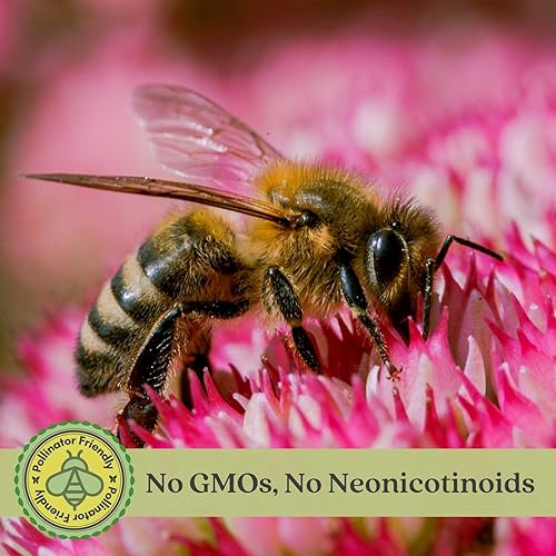 Miniatura 3 de Clovers Garden Sedum - Plantas de fuego de otoño, dos (2) plantas vivas, sin OMG, sin semillas, cada una de 4 a 8 pulgadas de alto, en macetas de 4